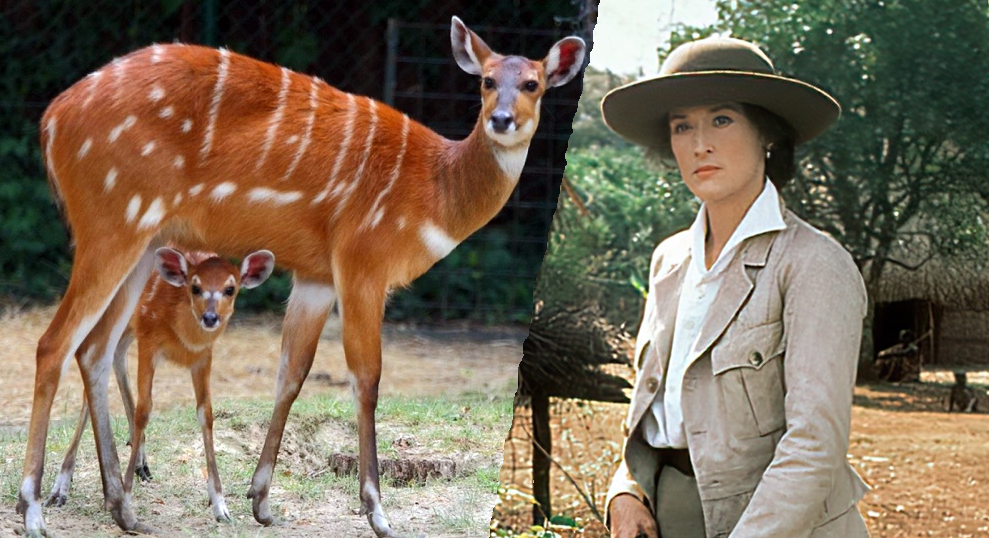 Коллаж с фрагментом фильма "Из Африки" с Мэрил Стрип в главной роли