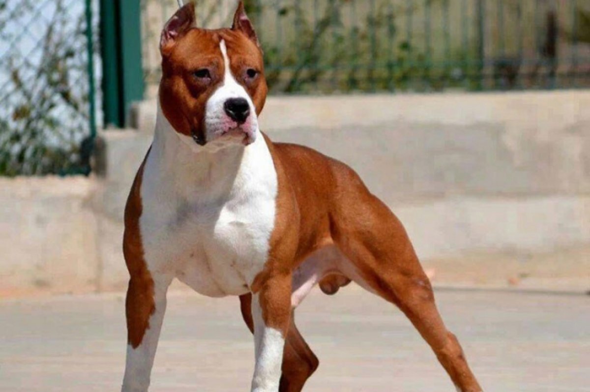    Мёртвая хватка. В Нижегородской области пёс загрыз хозяйку