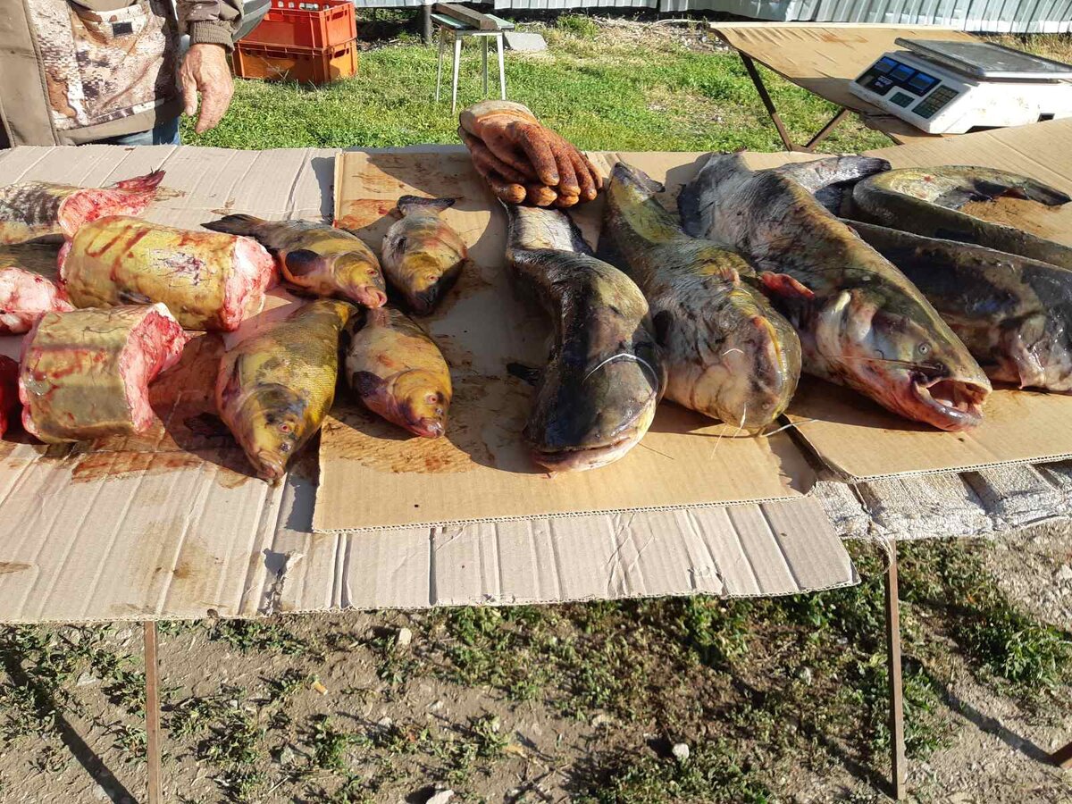 Целые рыбки и отдельные кусочки мякоти
