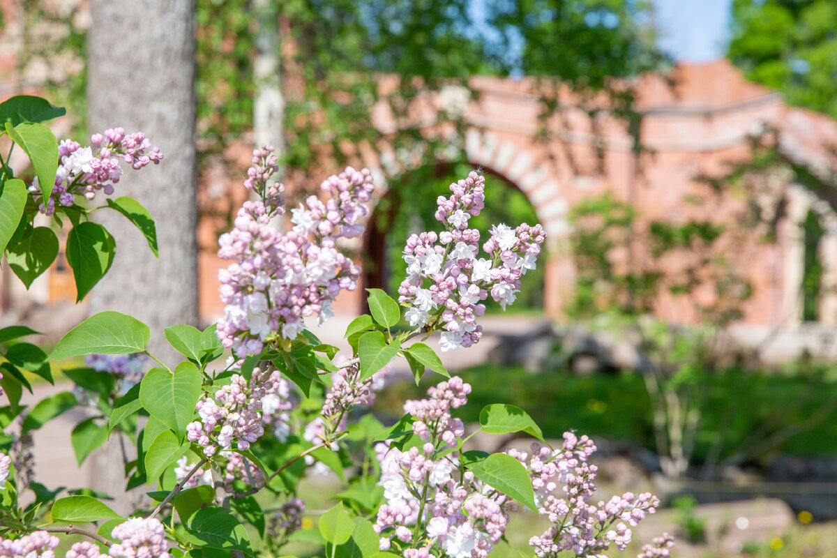 Фото: Царское Село