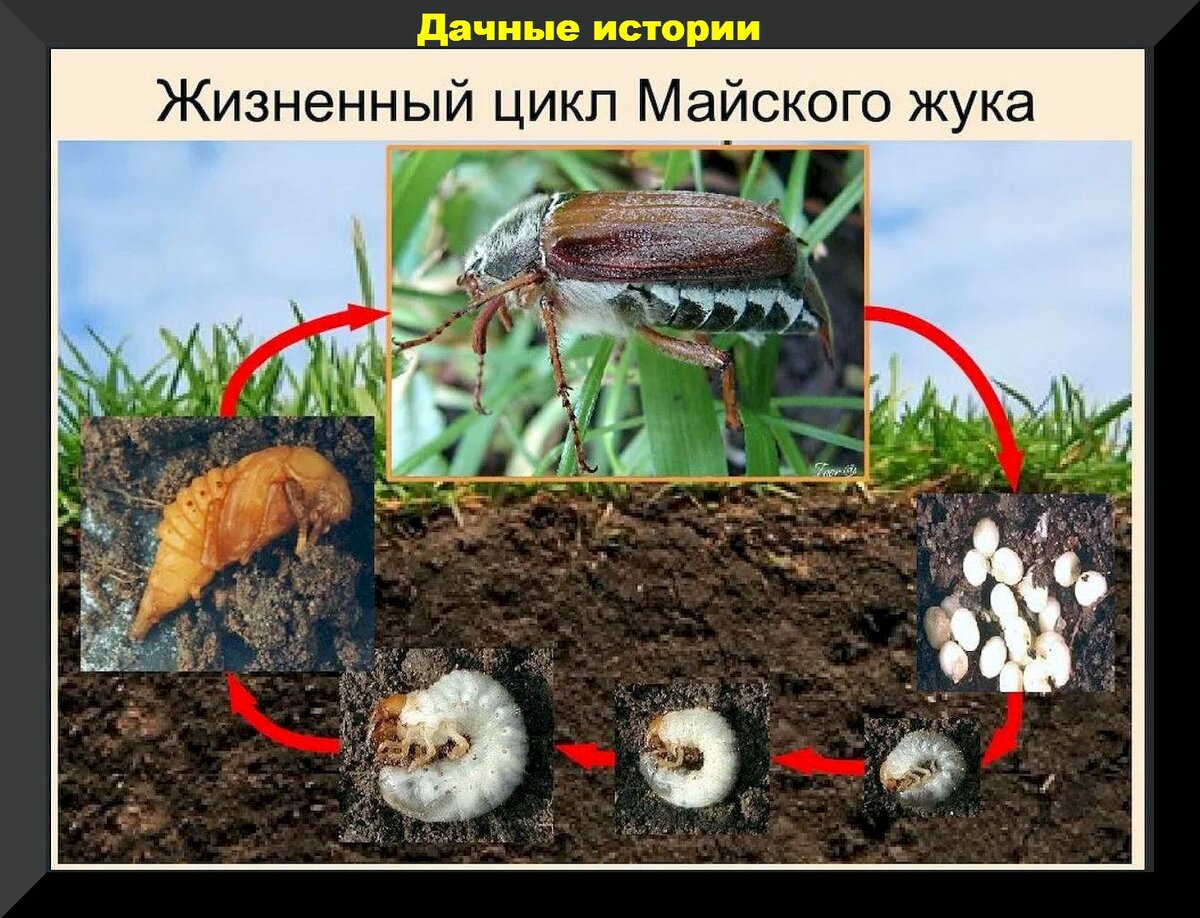 Майский жук среда обитания. Майский хрущ жизненный цикл. Личинка майского жука стадии. Личинки майского жука жизненный цикл. Размножение майского жука.