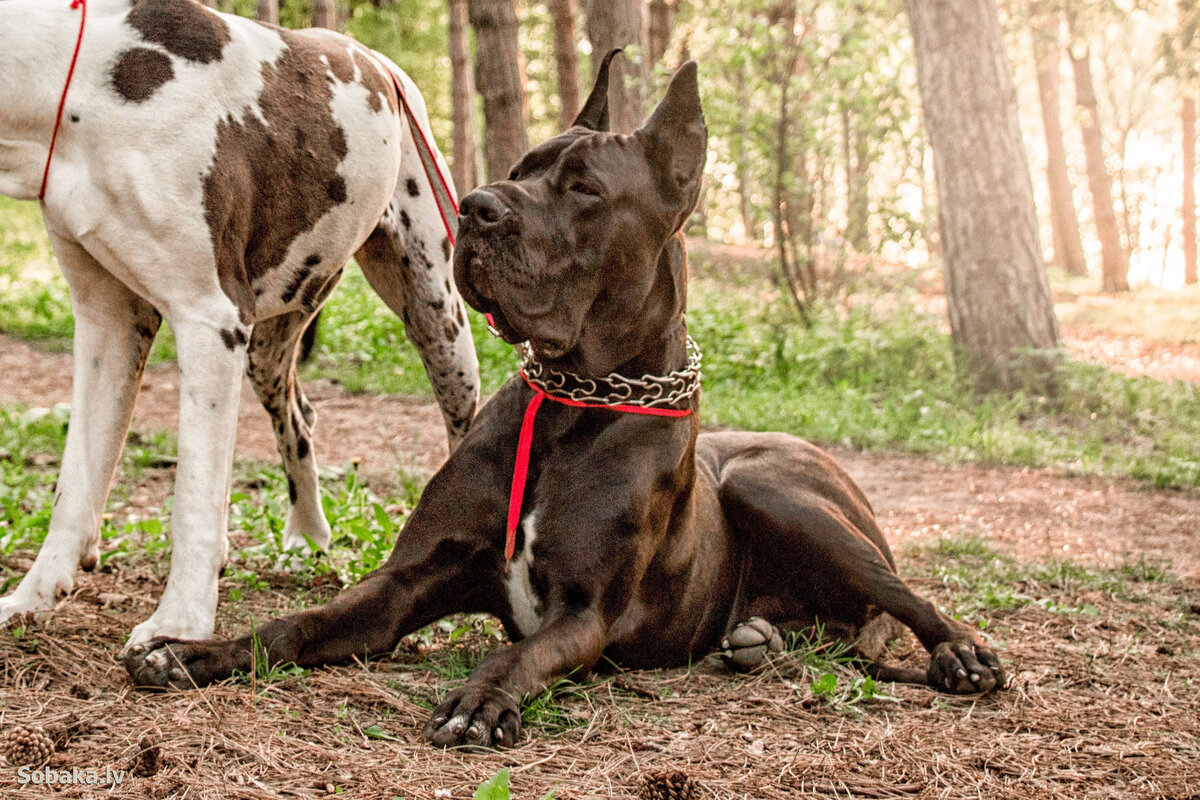 Самой крупной породой собак считается... | Dog Delta | Дзен