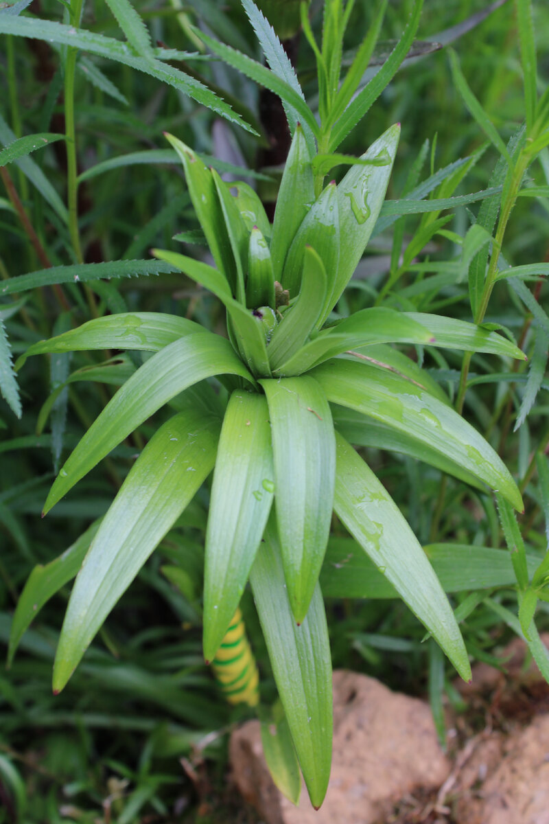 GOOGLE SHEETS FUNCIÓN QUERY USO DE LA CLÁUSULA SELECT