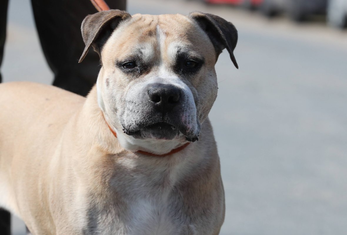 Огромная собака жестоко покусала 10-летнего ребенка.  Фото: Rainer_Droese/imago stock&people/globallookpress.com