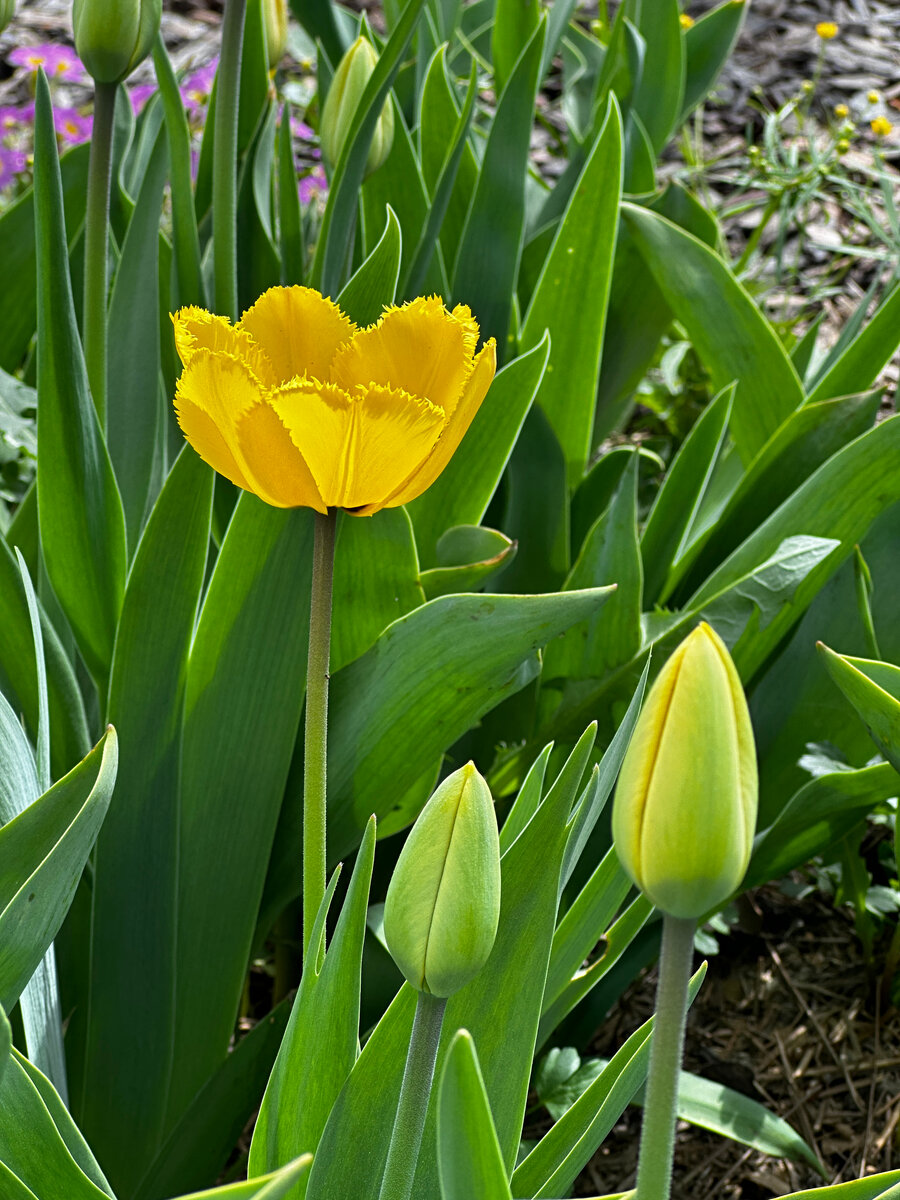 Первый распустившийся тюльпан. В этом году - 25 апреля.