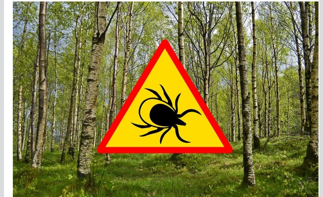 Переносчики – иксодовые клещи. 
