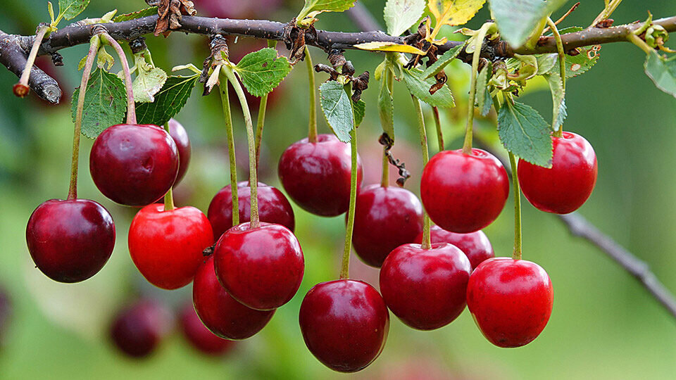 Вишня — отличный десерт. Фото: pixabay.com