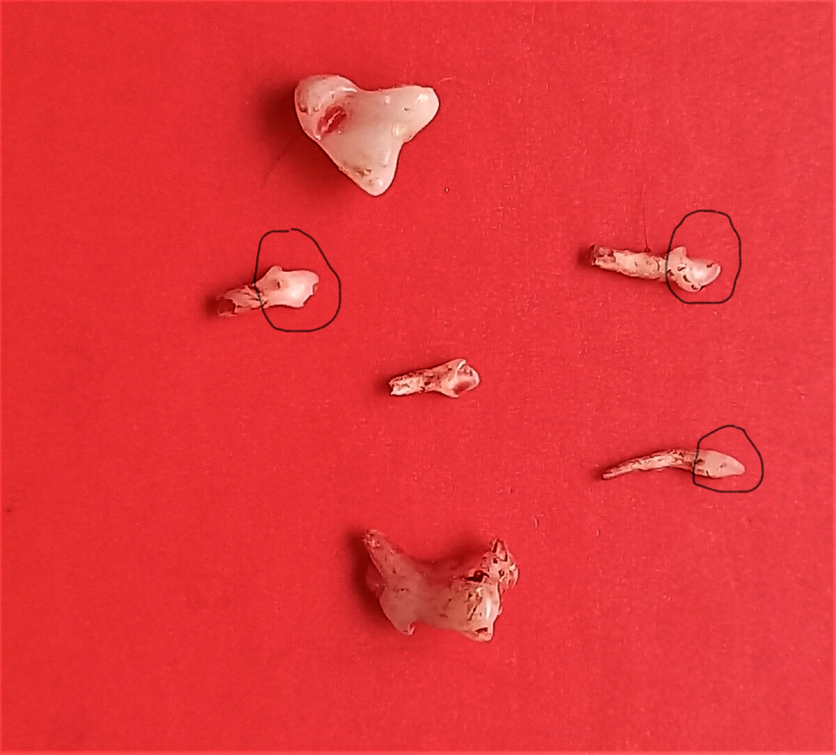 Молочные зубы щенка чихуахуа 6 месяцев от рождения.