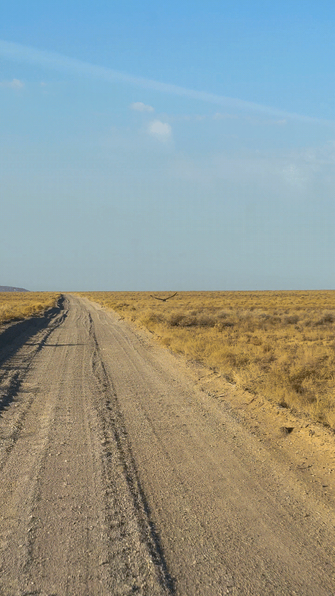 Выслеживает добычу