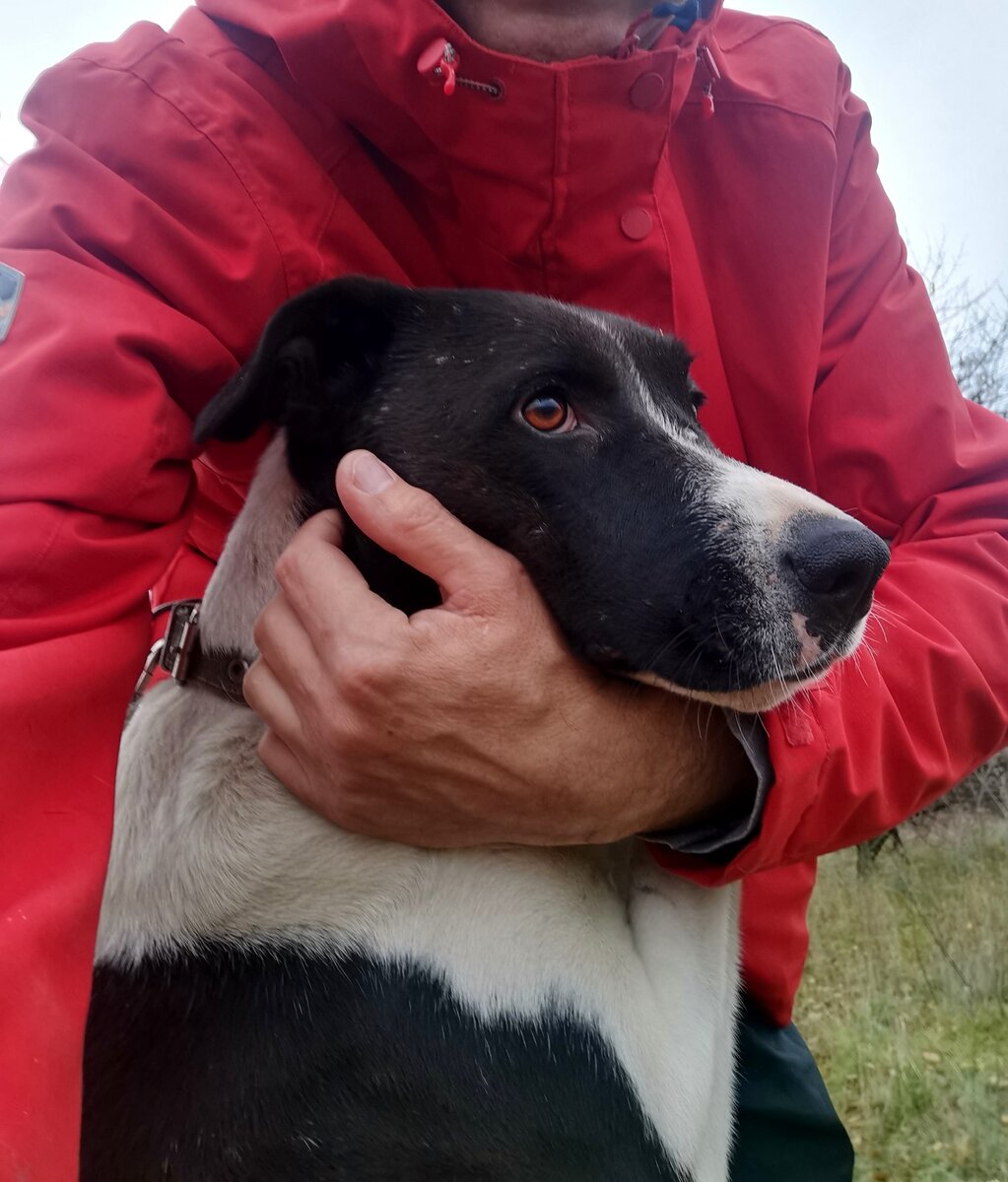 Стефа (фенотипичный стафф) - девочка Луна. Море нежности и внимания. Скучает от одиночества в приюте.