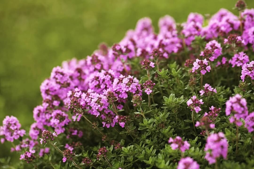 🌹БОРДЮРНЫЕ, Пышноцветущие, Неприхотливые МНОГОЛЕТНИКИ для Вашего Сада🌹💕 ...