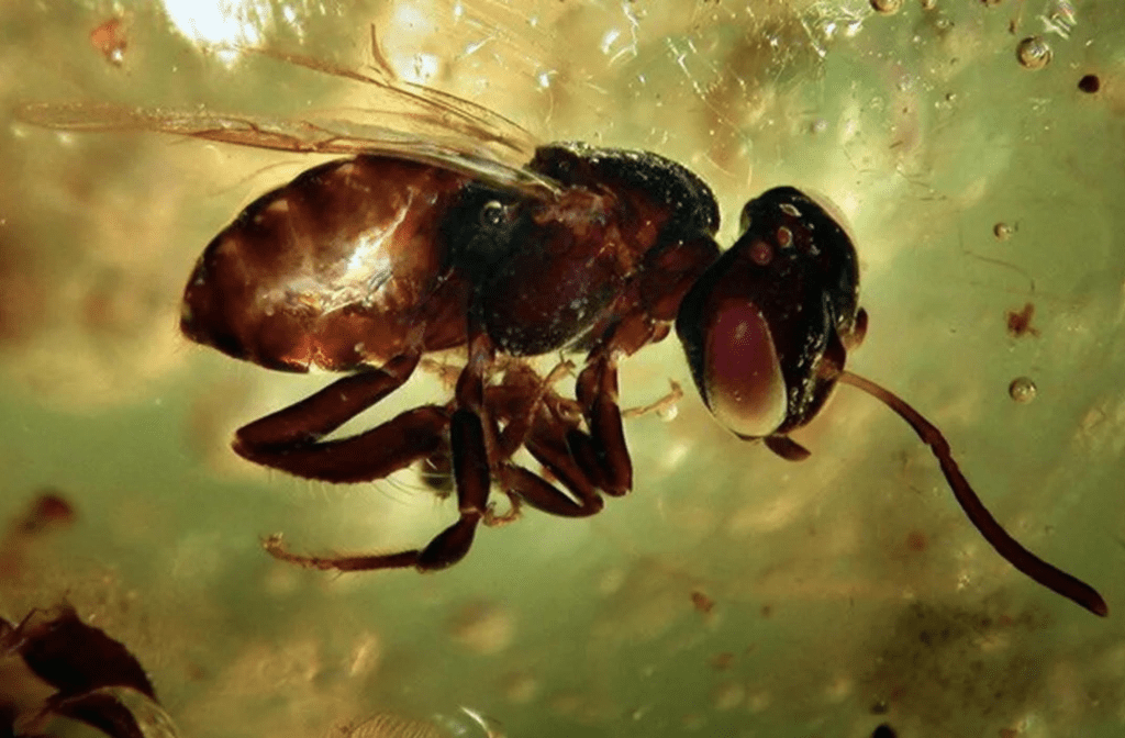 Источник: https://www.techinsider.ru/science/270402-10-udivitelnykh-veshchey-izvlechyennykh-iz-yantarya/