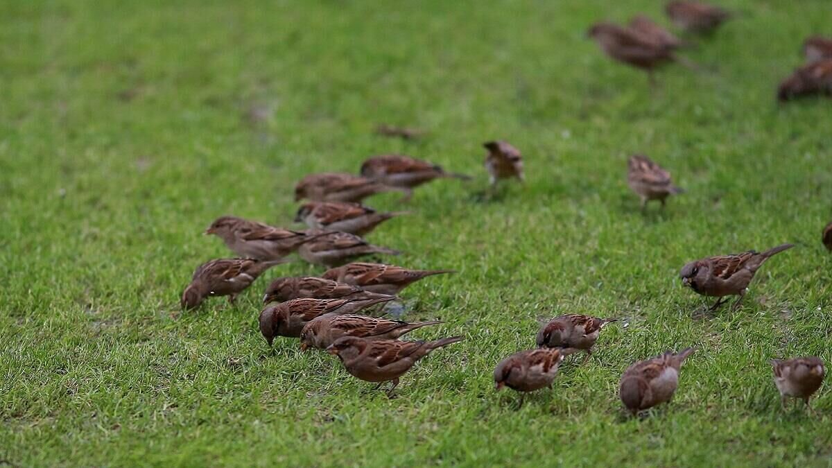    Воробьи© Globallookpress Dmitry Golubovich