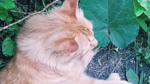 ИНДИГО🌠 | Котик отдыхает в тени сада ,а птицы то как щебечат🌤🏡🐈 | Дзен