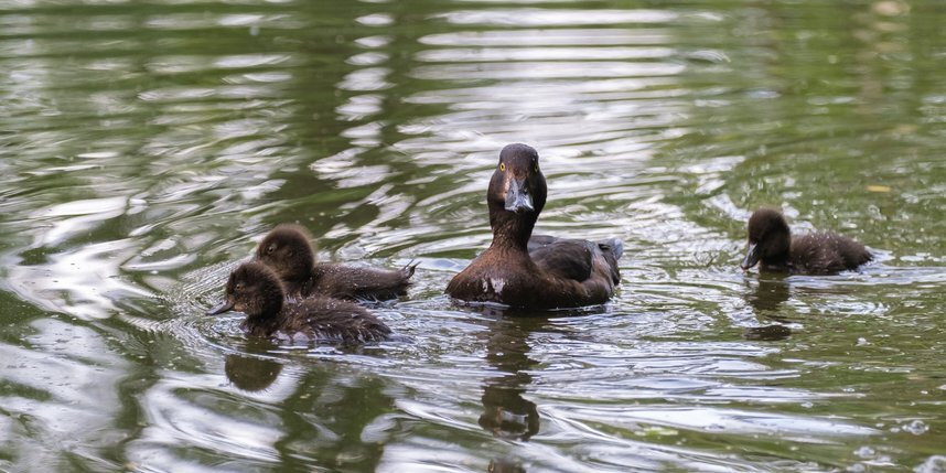    Утиные блохи плодятся во многих водоемах Ленобласти.Алена Бобрович