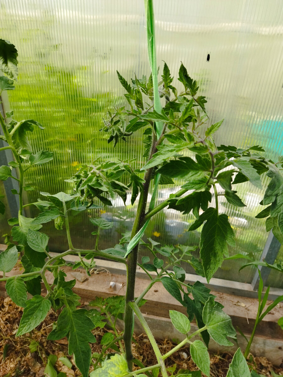 Самый отстающий. Посеян 20 марта, распикирован уже  к концу апреля, когда попросили сорт.