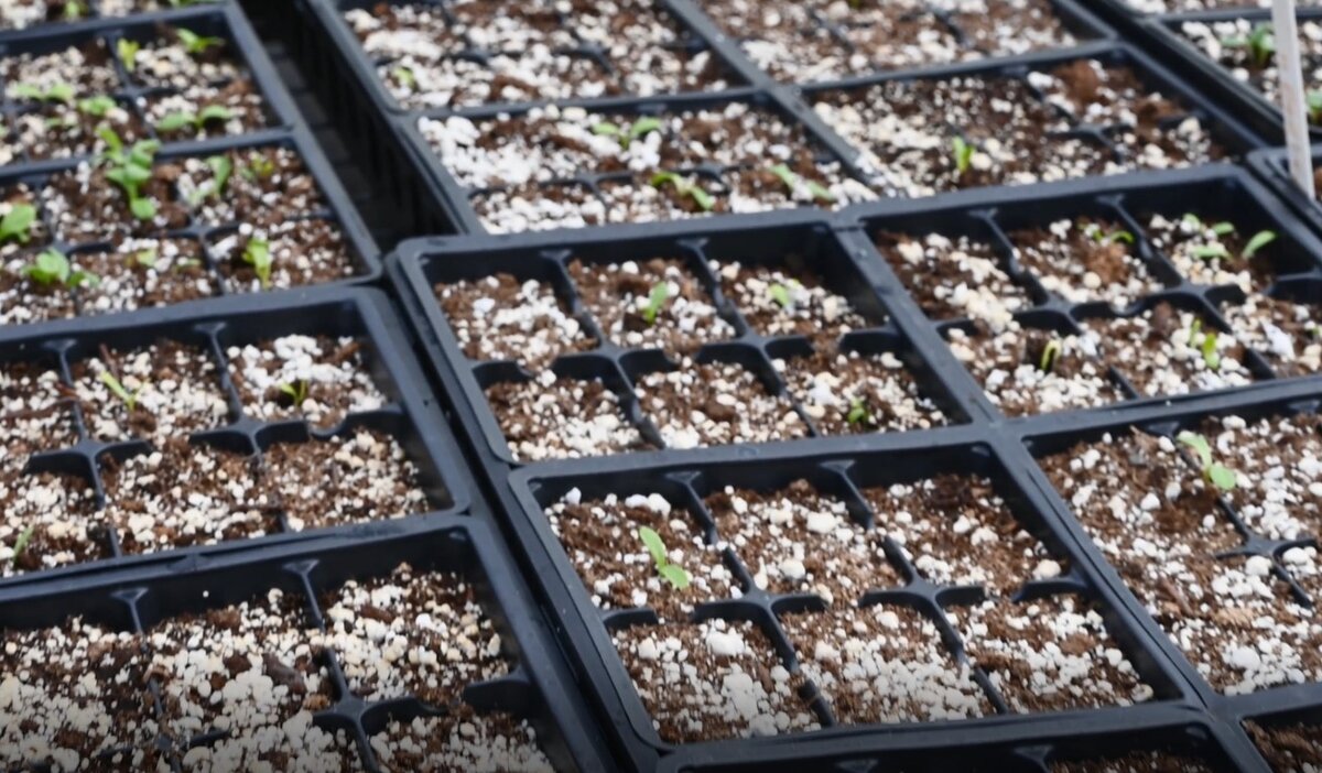 Грунт в ячейках