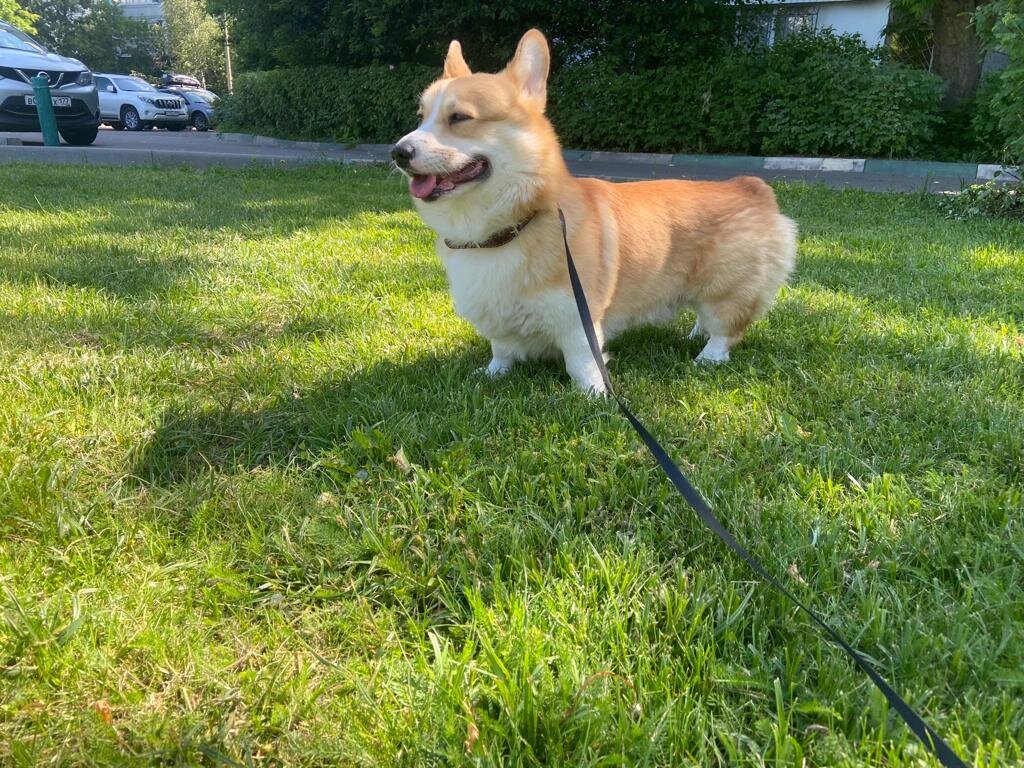 Этот рыжий красавчик - питомец родных, у которых мы гостили в Москве. Безумно обаятельный и ласковый пес.