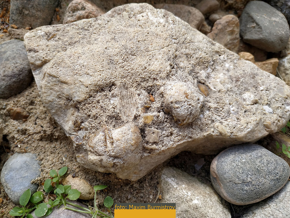 На обычном камне – отпечаток раковины моллюска: вечное «фото», которым любуемся мы, жители двадцать первого века…