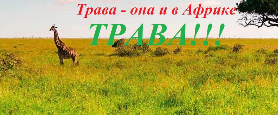 Фото Яндекса.