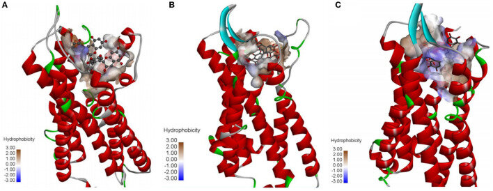 Невозможно не опубликовать такую прекрасную картинку. www.ncbi.nlm.nih.gov