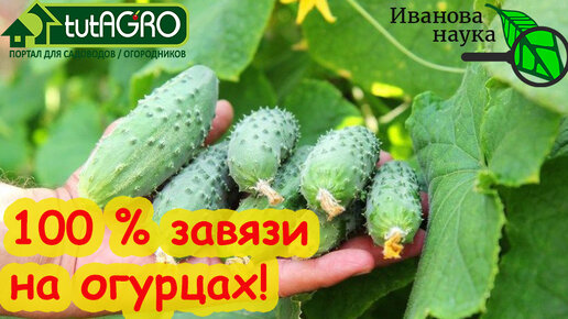 ВСЕ 100 % ЗАВЯЗЕЙ ДАДУТ ТОВАРНЫЙ и ВКУСНЫЙ ОГУРЧИК! Просто сделайте такую подкормку. Даже БЕСПЛАТНО!