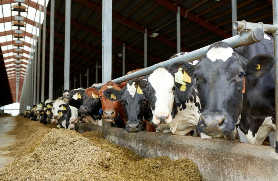 Коровам нужно пространство