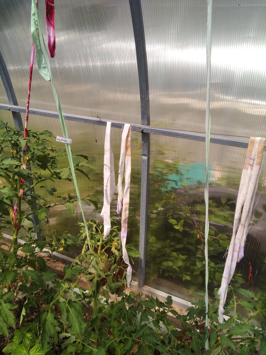 С надеждой на урожай😄