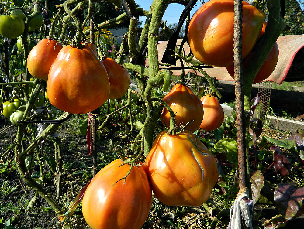 Недавно мы публиковали материал о пасынковании томатов, сегодня продолжим эту тему.  Пасынкование разных сортов томатов Высокорослые сорта (индетерминантные томаты) чаще всего выращивают в 2 стебля.-2