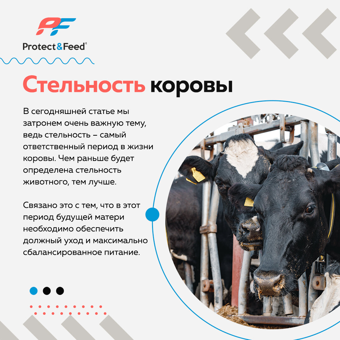 СТЕЛЬНОСТЬ КОРОВЫ | Protect&Feed | Дзен