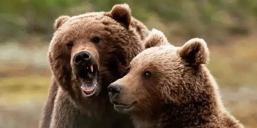    Медведи трогательно относятся друг к другу.телеграм-канал lianavaravskaya