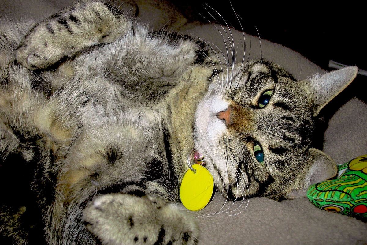 Об открытом животе и говорить не приходится.