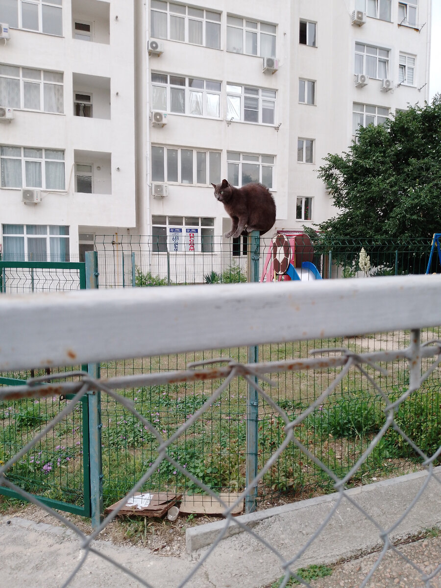 Серая кошка