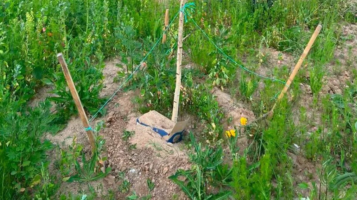 Фото: t.me/moscowproc