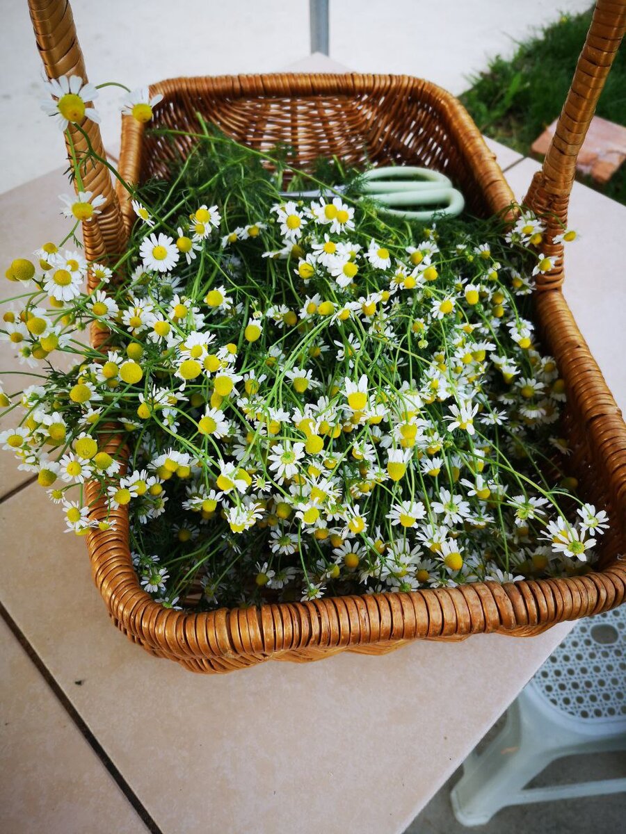 Такая красивая ромашка выросла у меня в саду в этом году