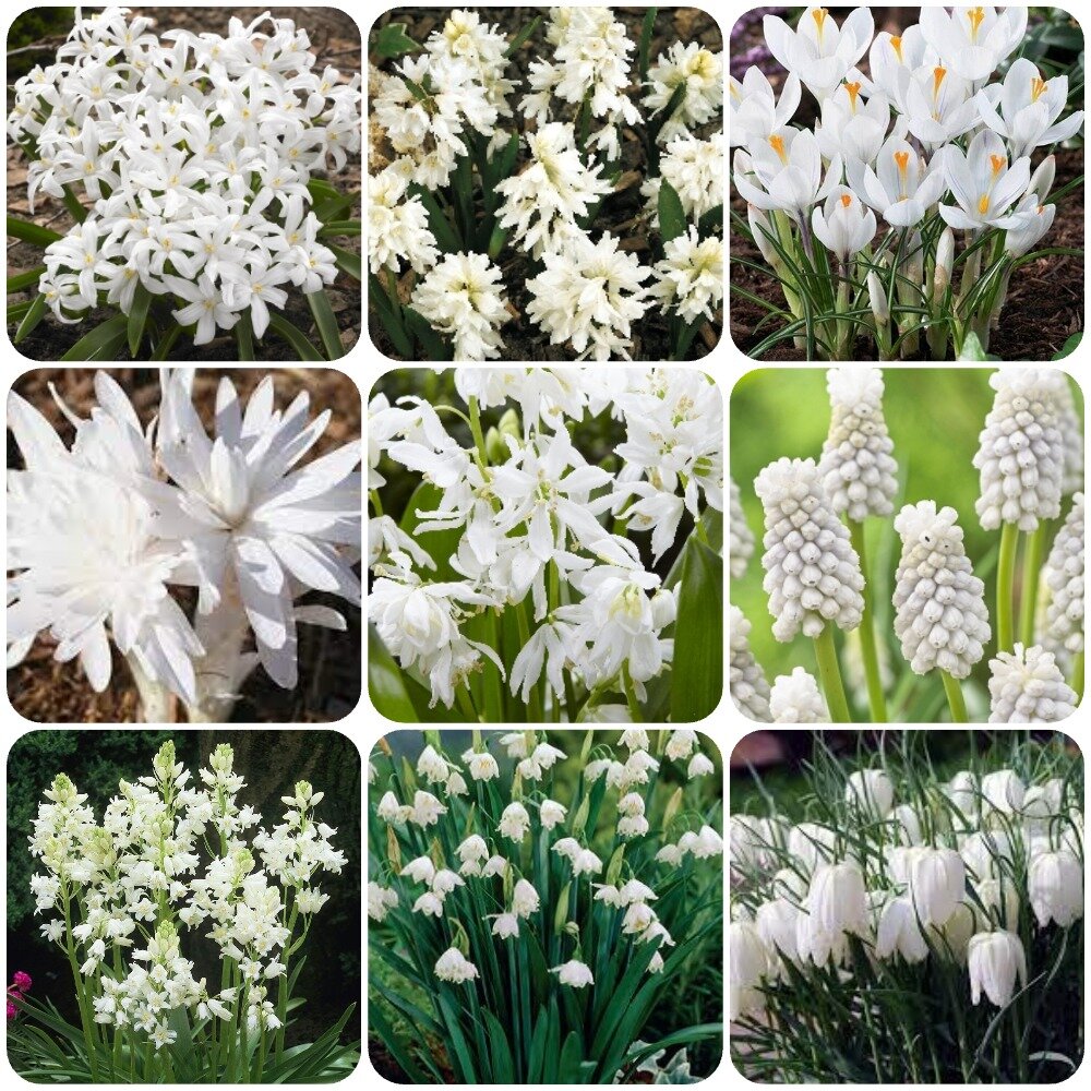 в подборке (слева направо и сверху вниз): хионодокса, пушкиния, крокус, колхикум, сцилла, мускари, гиацинтоидес, леукоюм, рябчик