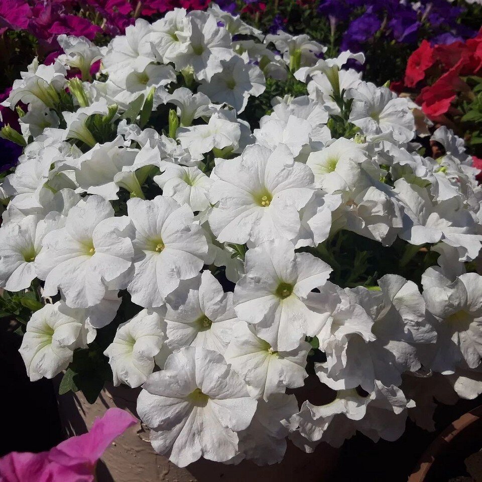      fanat_flower