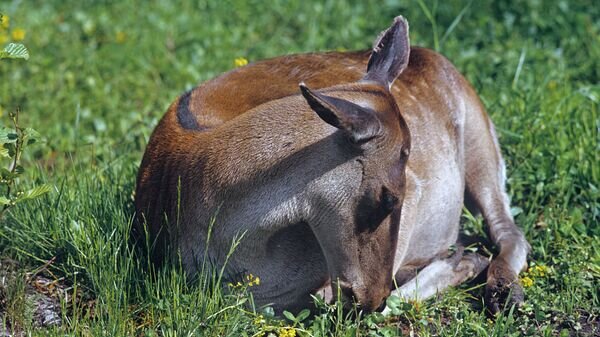    © Sputnik / Попов