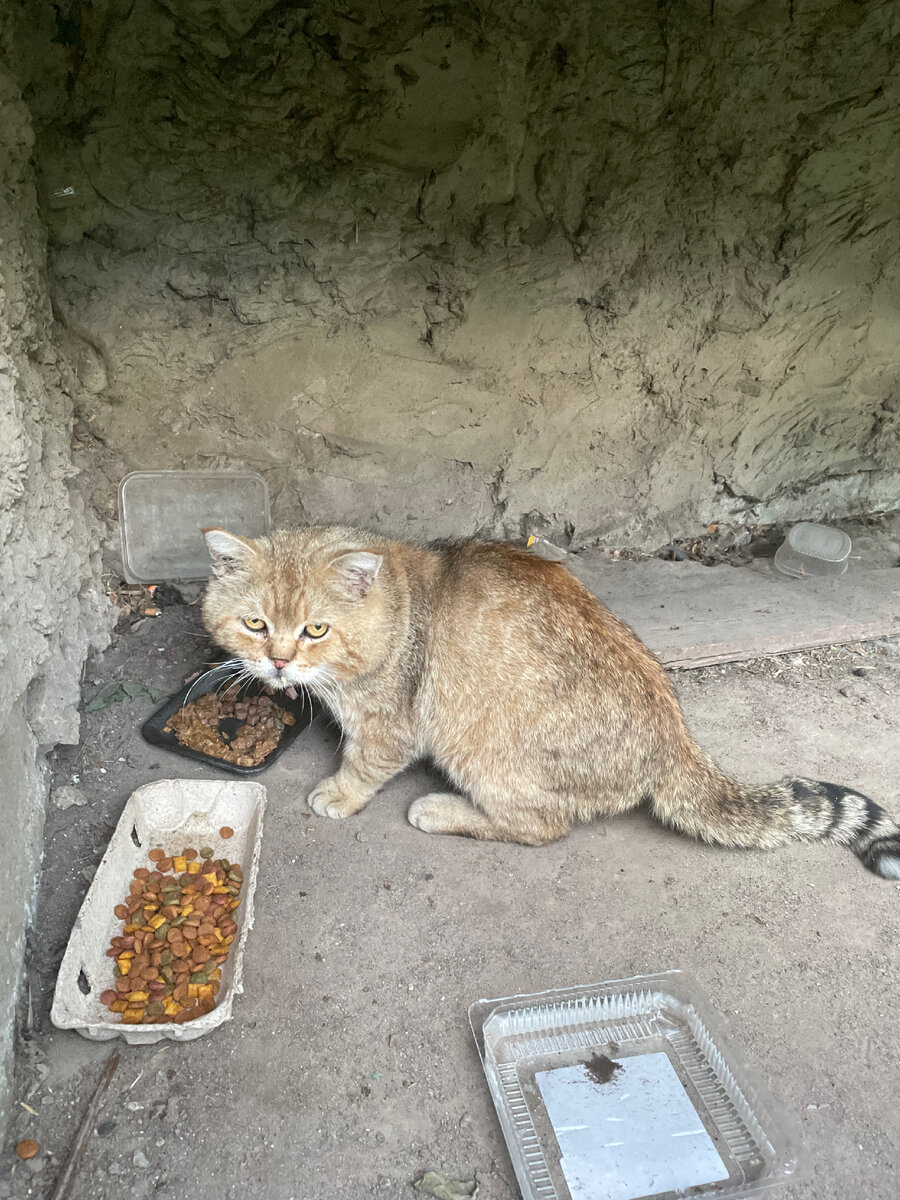 Домашнего кота выгнали на улицу. Срочно нужен дом, пока не поздно😩 |  Дорога Домой г. Муром | Дзен