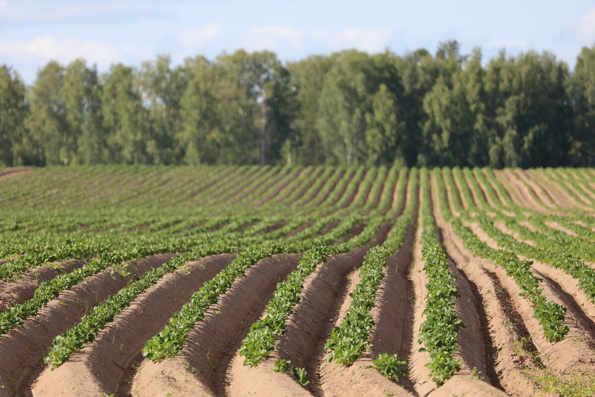 Картошечка растет