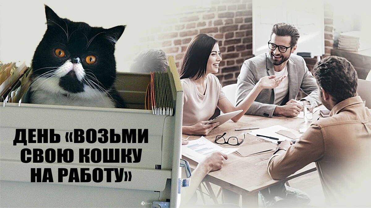 С Днем «Возьми свою кошку на работу»! Классные открытки и поздравления в  праздник 19 июня | Весь Искитим | Дзен