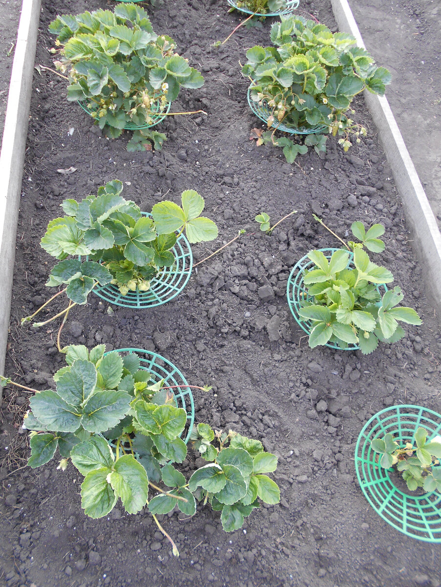 Кусты клубники второго года жизни