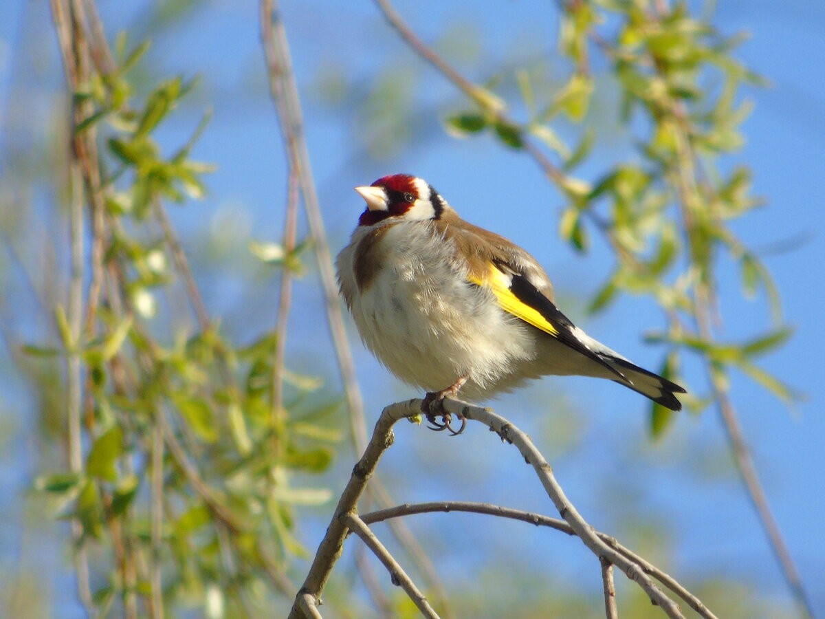 Майский щегол. Красуется