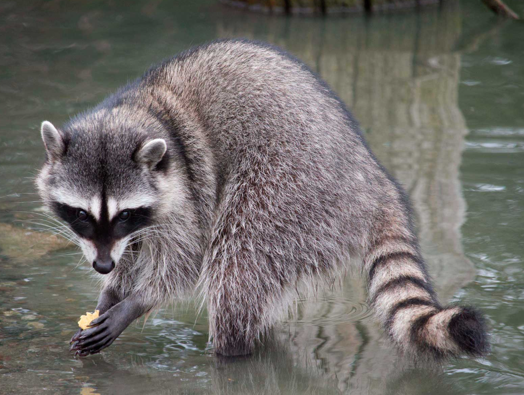 Еноты полоскуны доброжелательны. Но умеют за себя постоять. Например, они сбежали с пушной фермы в Германии и разнесли вдрызг фермерские хозяйства. Кто за шкурой к еноту придет - тот от шкурных интересов и пострадает.