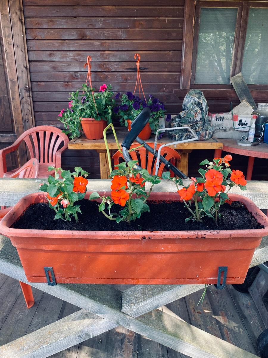 А так выглядят бальзамины Уоллера, которых не сломила даже холодная ночь в начале июня.