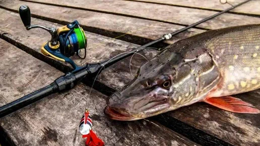 Фото: Яндекс.Картинки 