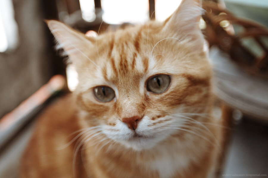 Фото из Яндекс.Картинки