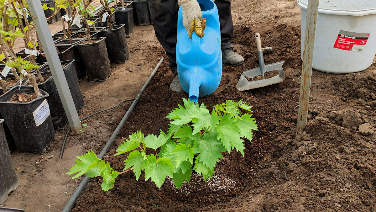 Виноград в питомнике сами сажают и другим рекомендуют