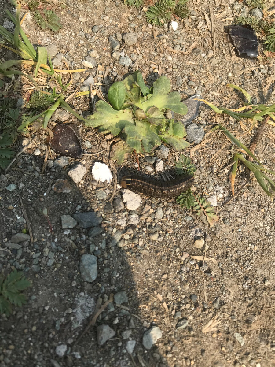 Милое создание будет когда-нибудь