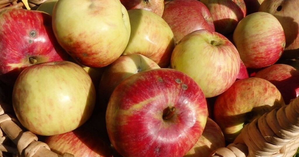 «Великолепная десятка»: лучшие летние сорта яблонь